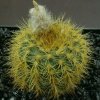 Frailea_heliosa_1